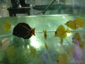 青島鑫源美水族2月20日新到大量進口海水生物，推薦澳洲珊瑚與夏威夷人工五爪貝